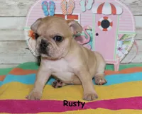Rusty, a male French Bulldog for sale in Maple Hill, KS – 3 of 6