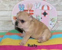 Rusty, a male French Bulldog for sale in Maple Hill, KS – 4 of 6