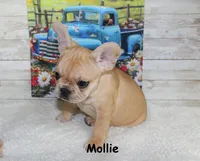 Mollie, a female French Bulldog for sale in Maple Hill, KS – 5 of 8