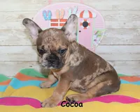 Cocoa, a female French Bulldog for sale in Maple Hill, KS – 5 of 6