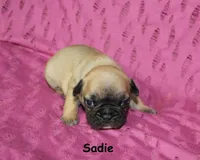 Sadie, a male French Bulldog for sale in Maple Hill, KS – 4 of 4