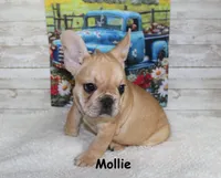 Mollie, a female French Bulldog for sale in Maple Hill, KS – 4 of 8