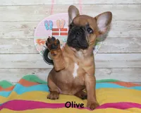 Olive, a female French Bulldog for sale in Maple Hill, KS – 1 of 8