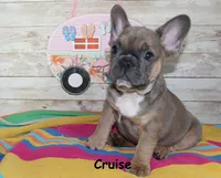 Cruise, a male French Bulldog for sale in Maple Hill, KS – 2 of 6