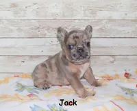 Jack, a male French Bulldog for sale in Maple Hill, KS – 2 of 4