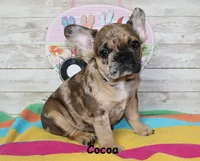 Cocoa, a female French Bulldog for sale in Maple Hill, KS – 3 of 6