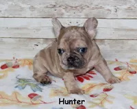 Hunter, a male French Bulldog for sale in Maple Hill, KS – 4 of 5