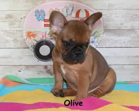 Olive, a female French Bulldog for sale in Maple Hill, KS – 6 of 8
