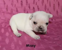Missy, a male French Bulldog for sale in Maple Hill, KS – 2 of 5