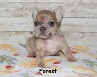 Forest, a male French Bulldog for sale in Maple Hill, KS – 2 of 6
