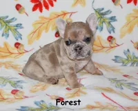 Forest, a male French Bulldog for sale in Maple Hill, KS – 3 of 6