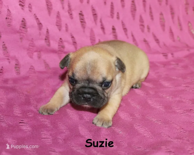 Suzie – French Bulldog puppy for sale in Maple Hill, KS