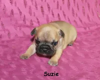 Suzie, a male French Bulldog for sale in Maple Hill, KS – 1 of 4