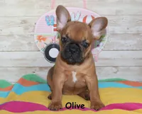 Olive, a female French Bulldog for sale in Maple Hill, KS – 2 of 8