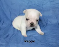 Reggie, a male French Bulldog for sale in Maple Hill, KS – 3 of 5