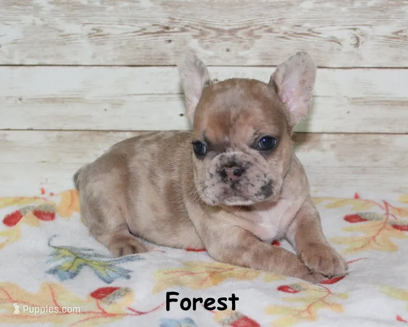 Forest – French Bulldog puppy for sale in Maple Hill, KS