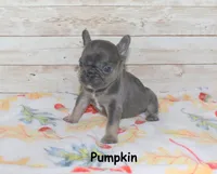 Pumpkin, a female French Bulldog for sale in Maple Hill, KS – 2 of 4