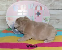 Winnie, a female French Bulldog for sale in Maple Hill, KS – 5 of 6