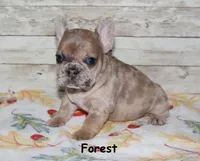 Forest, a male French Bulldog for sale in Maple Hill, KS – 5 of 6