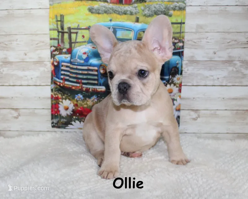 Ollie – French Bulldog puppy for sale in Maple Hill, KS