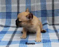 Raven, a female French Bulldog for sale in Maple Hill, KS – 5 of 5