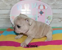 Winnie, a female French Bulldog for sale in Maple Hill, KS – 4 of 6