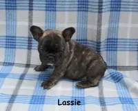 Lassie, a female French Bulldog for sale in Maple Hill, KS – 4 of 5