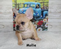 Mollie, a female French Bulldog for sale in Maple Hill, KS – 3 of 8