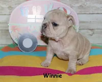 Winnie, a female French Bulldog for sale in Maple Hill, KS – 3 of 6