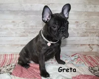 Greta, a female French Bulldog for sale in Maple Hill, KS – Photo 5 of 6