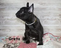Greta, a female French Bulldog for sale in Maple Hill, KS – Photo 6 of 6