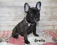 Greta, a female French Bulldog for sale in Maple Hill, KS – Photo 1 of 6