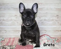 Greta, a female French Bulldog for sale in Maple Hill, KS – Photo 3 of 6
