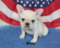 Missy, a female French Bulldog for sale in Maple Hill, KS – 4 of 10