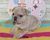 Ollie, a male French Bulldog for sale in Maple Hill, KS – 4 of 6