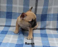 Raven, a female French Bulldog for sale in Maple Hill, KS – 3 of 5
