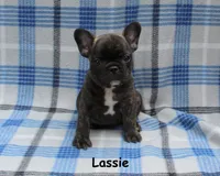 Lassie, a female French Bulldog for sale in Maple Hill, KS – 1 of 5