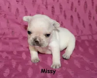 Missy, a male French Bulldog for sale in Maple Hill, KS – 4 of 5