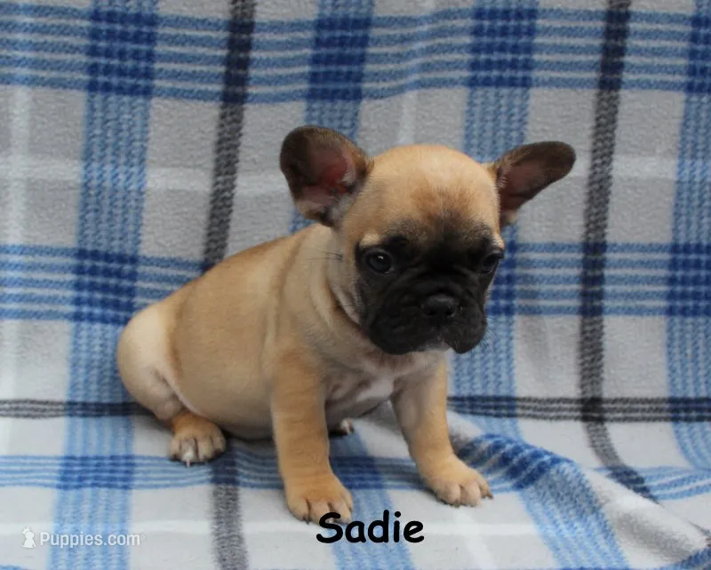 Sadie – French Bulldog puppy for sale in Maple Hill, KS