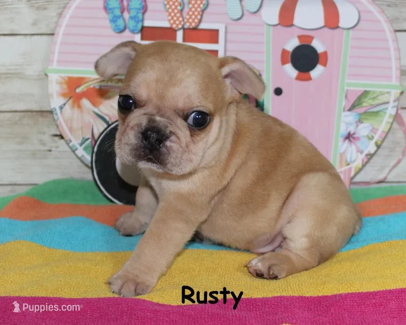 Rusty – French Bulldog puppy for sale in Maple Hill, KS