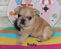 Rusty, a male French Bulldog for sale in Maple Hill, KS – 1 of 6
