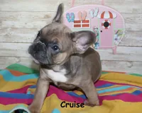 Cruise, a male French Bulldog for sale in Maple Hill, KS – 3 of 6