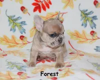 Forest, a male French Bulldog for sale in Maple Hill, KS – 4 of 6
