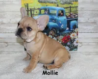 Mollie, a female French Bulldog for sale in Maple Hill, KS – 8 of 8
