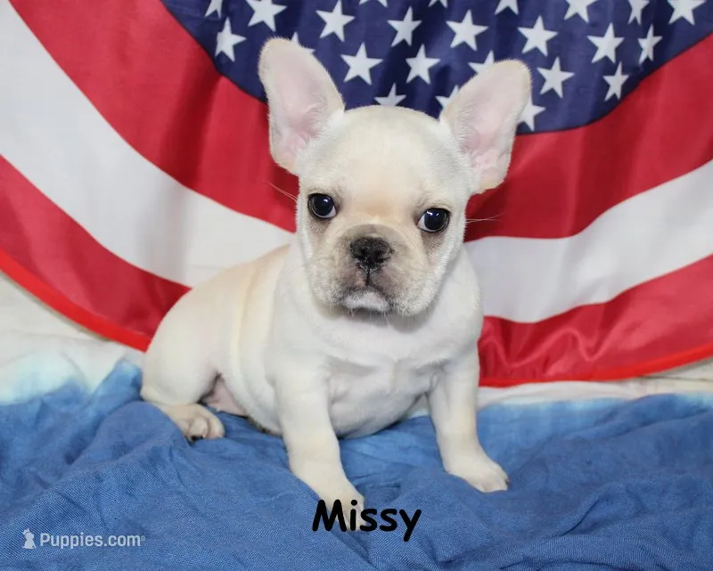 Missy – French Bulldog puppy for sale in Maple Hill, KS