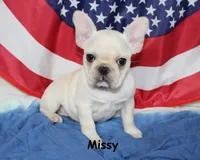 Missy, a female French Bulldog for sale in Maple Hill, KS – 1 of 10