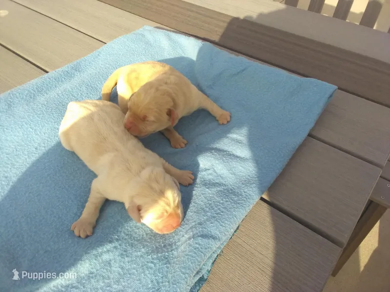Males imported litter, a male Labrador Retriever for sale in Grabill, IN – Photo 1 of 5