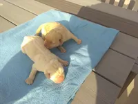 Males imported litter, a male Labrador Retriever for sale in Grabill, IN – Photo 1 of 5