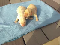 Males imported litter, a male Labrador Retriever for sale in Grabill, IN – Photo 2 of 5