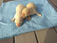 New import litter, a female Labrador Retriever for sale in Grabill, IN – Photo 5 of 6